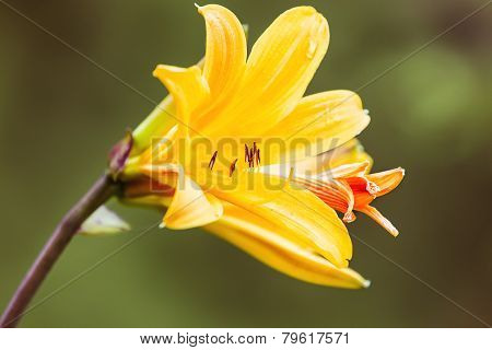 Lily Flowers