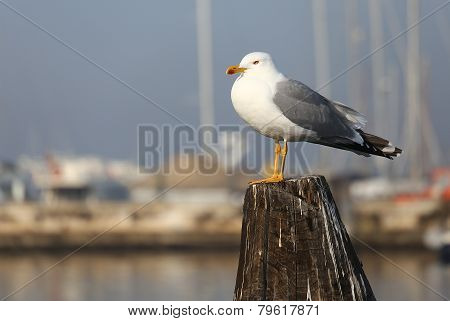 Gull Over The Pole To Moor Ships