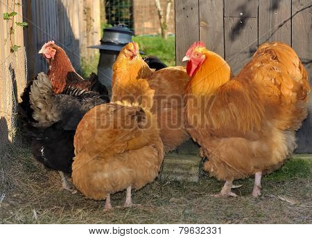 Orpington Hens And Rooster