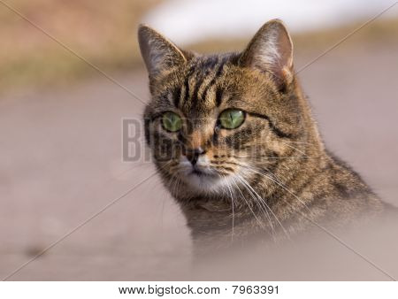 Kat
