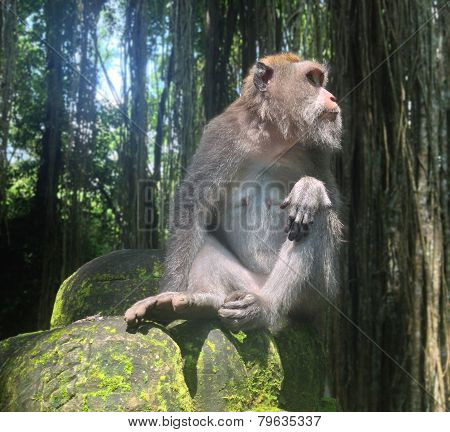 The macaque