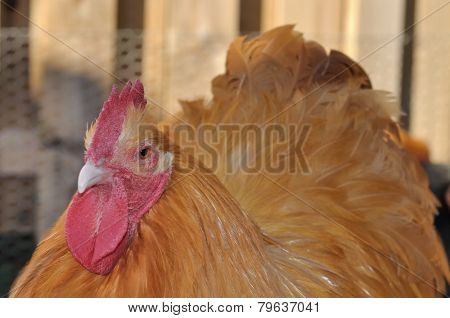 Orpington Rooster