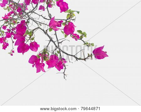 Pink Bougainvillea Flower
