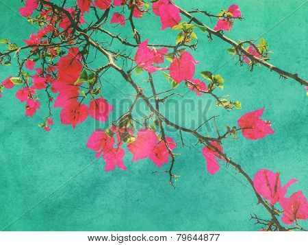 Pink Bougainvillea Flower