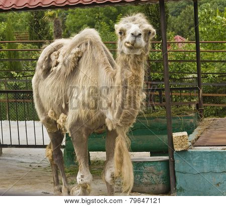 Two-humped Camal