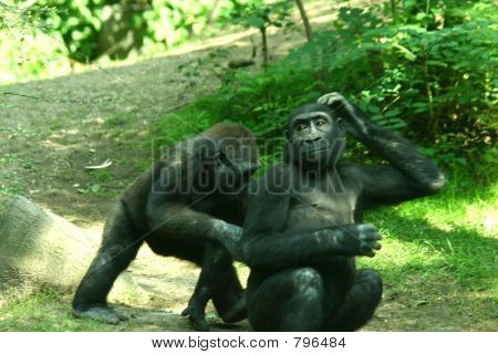 2 gorillaer