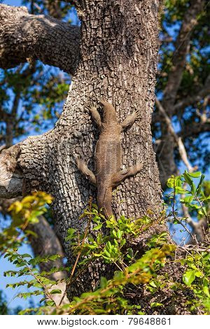 Komodo Dragon