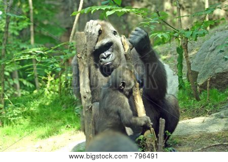 gorilla afkom