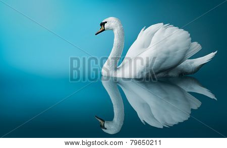 A Swan