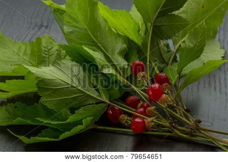 Stone Bramble