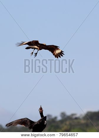 Eagle attack
