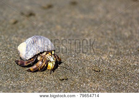 Hermit Crab