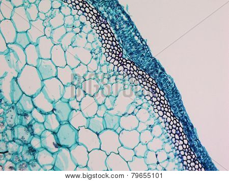 Cucurbita Stem Micrograph