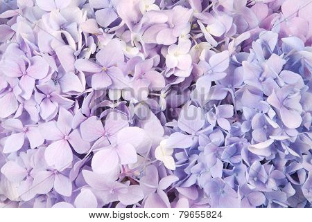 Blue And Pink Hydrangea Macrophylla