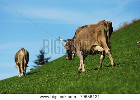 Cows
