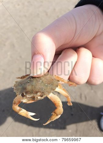 Crab at the beach