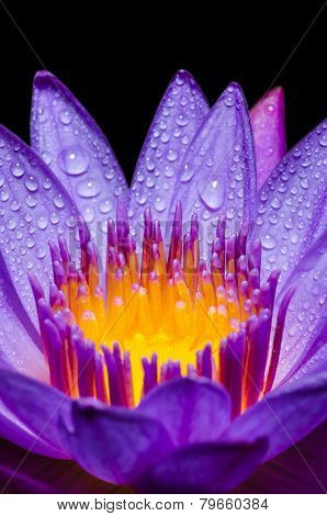 Macro Yellow Carpel Of Purple Lotus Flower