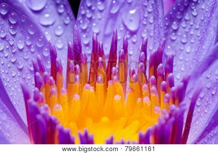 Macro Yellow Carpel Of Purple Lotus Flower