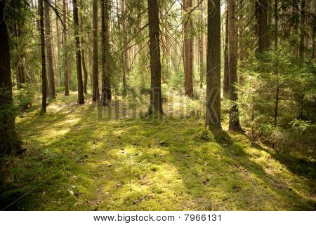 Pinewood