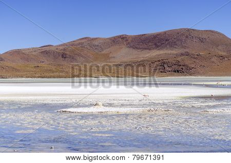 Laguna Hedionda, Bolivia, Antiplano