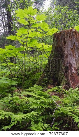 Tree Stump