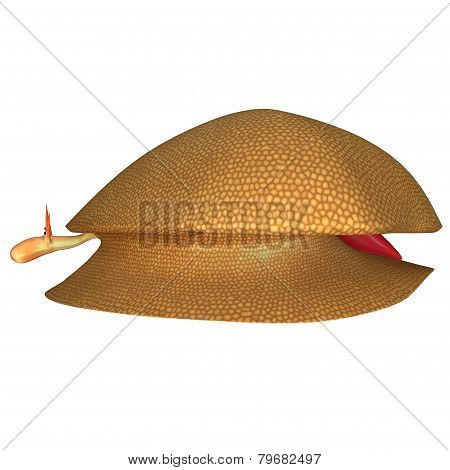 Mollusca