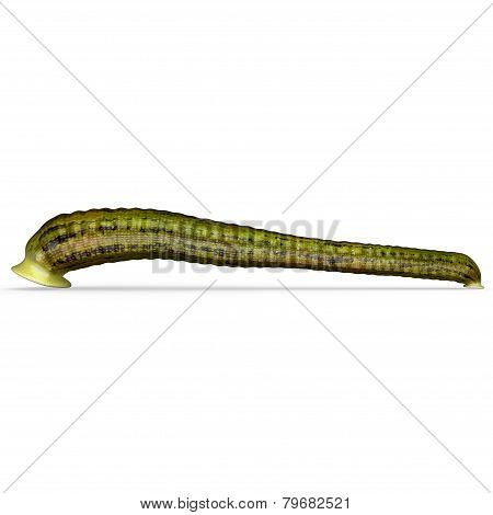 Haemadipsa