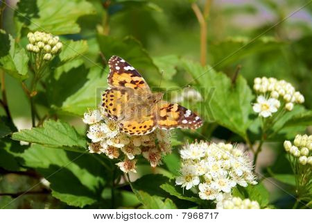 The butterfly sits on flowers