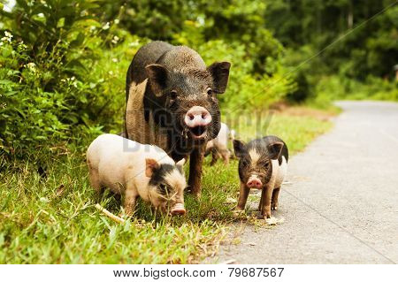Cute Pig With Piglets On Countryside Road