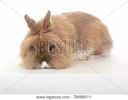 Lionhead rabbit.