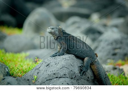 iguanas in san cristobal galapagos islands