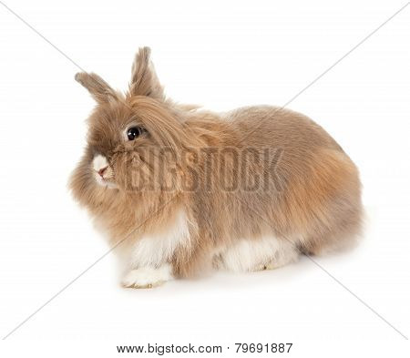 Lionhead rabbit.