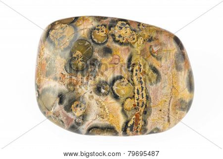 Polished Jasper