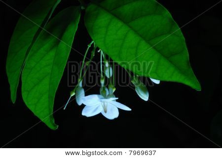 Wrightia Religiosa Benth