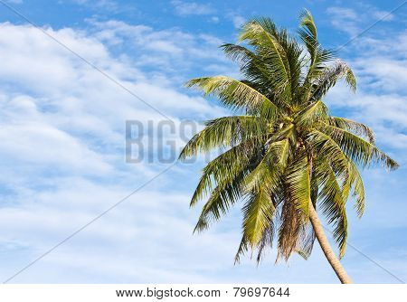 Uprisen Angle Of Coconut Tree In Front Of Cloudy Sky In Thailand.