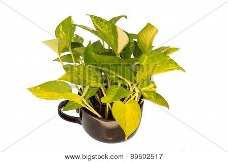 Epipremnum Aureum In Pot On White Background