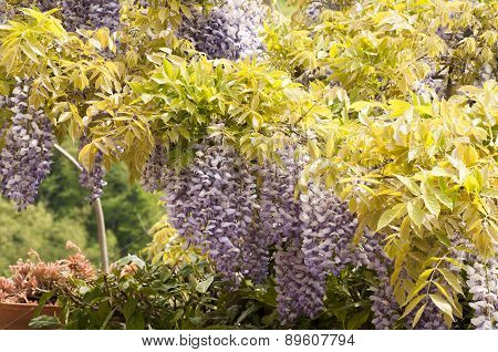 Wisteria Plant