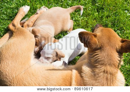 Mixed-breed cute little dog family.