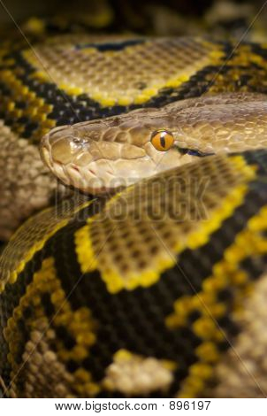 Farverige Python