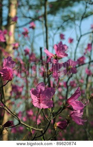 flowers of rhododendron in spring the forest