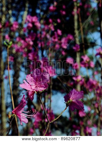 flowers of rhododendron in spring the forest