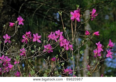 flowers of rhododendron in spring the forest