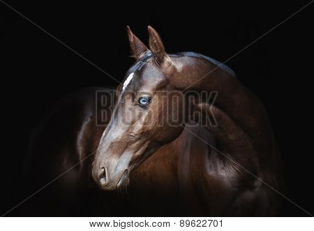 Akhal-teke Horse