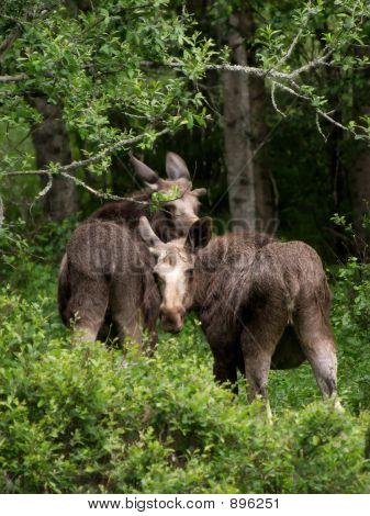 Mor og kalv