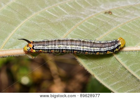 Top Of Pellucid Hawk Moth (cephonodes Hylas Linnaeus) Caterpillar