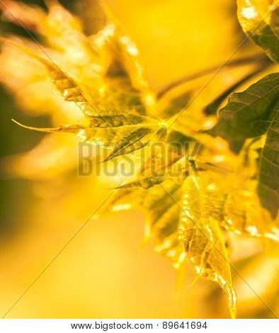 Abstract Colorfu Autumnl Leaves Used As Background