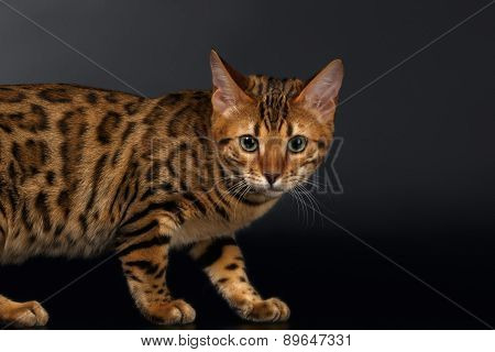 Bengal Cat Curious Looking in Camera on Black background