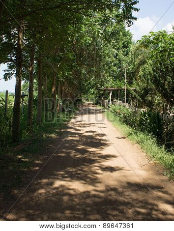 Shadow Farm Field Walkway Tree Plant Soil Argriculture Farmer Concept