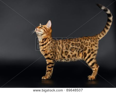 Bengal Cat Looking up on Black background