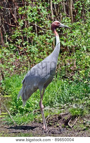 Sarus Crane